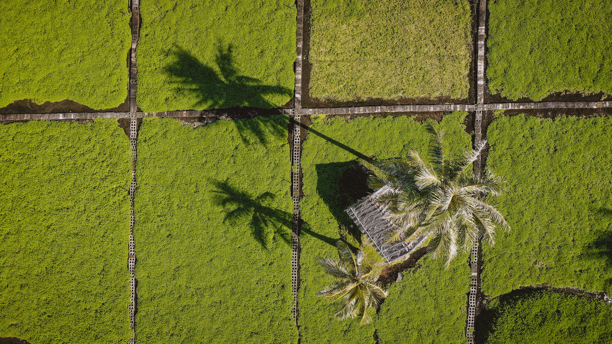 SUMIDA FARM'S HALE NIU: COCONUT HUT – Sumida Farm, Inc.